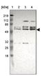 Protein DGCR14 antibody, NBP1-84257, Novus Biologicals, Western Blot image 