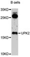 Uroplakin-2 antibody, abx126762, Abbexa, Western Blot image 