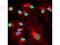 BMI1 Proto-Oncogene, Polycomb Ring Finger antibody, NB600-487, Novus Biologicals, Immunocytochemistry image 