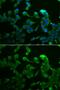 Complement C1r subcomponent antibody, GTX33049, GeneTex, Immunofluorescence image 