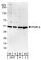 Proteasome 26S Subunit, ATPase 4 antibody, A303-850A, Bethyl Labs, Western Blot image 