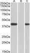 Fanconi anemia group F protein antibody, TA311512, Origene, Western Blot image 