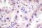 ETS2 Repressor Factor antibody, PA5-36750, Invitrogen Antibodies, Immunohistochemistry frozen image 