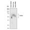 FcRIIIb antibody, AF1597, R&D Systems, Western Blot image 