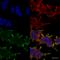 HspB5 antibody, SMC-159B-FITC, StressMarq, Immunocytochemistry image 