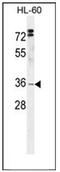 5-Hydroxymethylcytosine Binding, ES Cell Specific antibody, AP51193PU-N, Origene, Western Blot image 