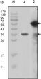 HTRX antibody, 32-194, ProSci, Western Blot image 