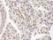 Zinc Finger MYM-Type Containing 3 antibody, IHC-00168, Bethyl Labs, Immunohistochemistry paraffin image 