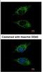 CD329 antibody, NBP1-31141, Novus Biologicals, Immunocytochemistry image 