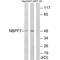 NBPF Member 7 antibody, A19355, Boster Biological Technology, Western Blot image 