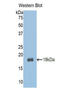 Transcription Factor 20 antibody, LS-C302198, Lifespan Biosciences, Western Blot image 