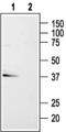 Purinergic Receptor P2Y13 antibody, PA5-77675, Invitrogen Antibodies, Western Blot image 