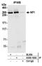 Neurofibromin 1 antibody, A300-140A, Bethyl Labs, Immunoprecipitation image 