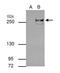 Methylcytosine dioxygenase TET2 antibody, MA5-18299, Invitrogen Antibodies, Immunoprecipitation image 