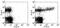Immunoglobulin Heavy Constant Mu antibody, 13-5790-82, Invitrogen Antibodies, Flow Cytometry image 