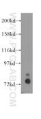 Cortactin antibody, 11381-1-AP, Proteintech Group, Western Blot image 