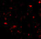 Nanos C2HC-Type Zinc Finger 1 antibody, A07276, Boster Biological Technology, Immunofluorescence image 
