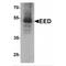 Embryonic Ectoderm Development antibody, MBS151583, MyBioSource, Western Blot image 