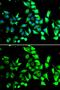 FKBP Prolyl Isomerase 8 antibody, GTX32606, GeneTex, Immunofluorescence image 