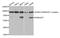 Ran GTPase Activating Protein 1 antibody, A5381, ABclonal Technology, Western Blot image 