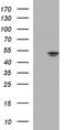 Fumarate Hydratase antibody, TA590010, Origene, Western Blot image 