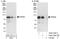 Phosphodiesterase 4D antibody, A302-744A, Bethyl Labs, Western Blot image 