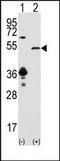 Sirtuin 7 antibody, AP13220PU-N, Origene, Western Blot image 