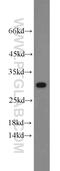 Prohibitin antibody, 10787-1-AP, Proteintech Group, Western Blot image 