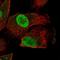 Protein HEXIM2 antibody, HPA028455, Atlas Antibodies, Immunofluorescence image 