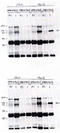 Vav Guanine Nucleotide Exchange Factor 2 antibody, AP05063PU-N, Origene, Western Blot image 