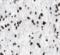 Serine And Arginine Rich Splicing Factor 1 antibody, FNab00630, FineTest, Immunohistochemistry paraffin image 