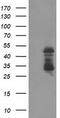 ETS Transcription Factor ELK3 antibody, TA503602, Origene, Western Blot image 