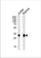 Caspase 3 antibody, TA328125, Origene, Western Blot image 