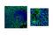 Vascular Cell Adhesion Molecule 1 antibody, 39036S, Cell Signaling Technology, Flow Cytometry image 