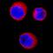 Phenylethanolamine N-Methyltransferase antibody, AF7854, R&D Systems, Immunofluorescence image 