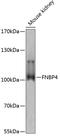 Formin Binding Protein 4 antibody, 15-210, ProSci, Western Blot image 