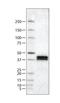 APOL1 antibody, NBP2-14785, Novus Biologicals, Western Blot image 