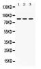 Krev interaction trapped protein 1 antibody, PB10074, Boster Biological Technology, Western Blot image 