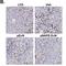 F4/80 antibody, NB600-404, Novus Biologicals, Immunohistochemistry paraffin image 