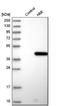 N-Myc And STAT Interactor antibody, NBP1-90374, Novus Biologicals, Western Blot image 
