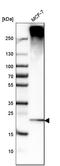 Derlin 1 antibody, HPA016562, Atlas Antibodies, Western Blot image 