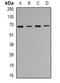 Cdc42-interacting protein 4 antibody, orb341224, Biorbyt, Western Blot image 