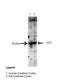 Arginine decarboxylase antibody, GTX45774, GeneTex, Western Blot image 
