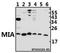 MIA SH3 Domain Containing antibody, A01570, Boster Biological Technology, Western Blot image 