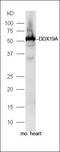 DEAD-Box Helicase 19A antibody, orb183006, Biorbyt, Western Blot image 