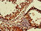 MAEA antibody, orb48661, Biorbyt, Immunohistochemistry paraffin image 