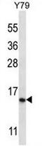 Nuclear receptor 2C2-associated protein antibody, AP52932PU-N, Origene, Western Blot image 