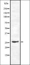 Glutathione-Disulfide Reductase antibody, orb337295, Biorbyt, Western Blot image 