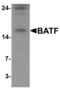 Basic Leucine Zipper ATF-Like Transcription Factor antibody, LS-C153723, Lifespan Biosciences, Western Blot image 