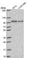 Progesterone Immunomodulatory Binding Factor 1 antibody, HPA052269, Atlas Antibodies, Western Blot image 